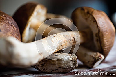 Wild Mushrooms Stock Photo