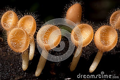 Wild Mushrooms Stock Photo