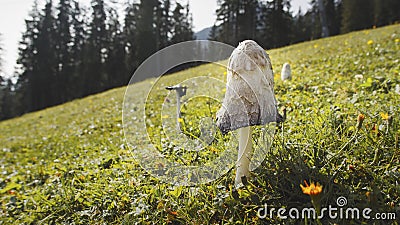 Wild Mushrooms Stock Photo