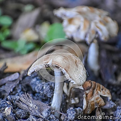 Wild Mushrooms Growing in Moist Soil Stock Photo