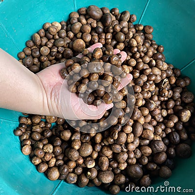 Mushrooms in the hands. Thai word `Hed Thop` or hygroscopic earthstar is a small mushroom in the family. Diplocystaceae Whe Stock Photo