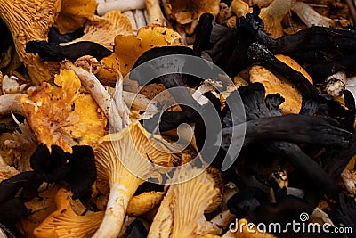 Wild mushrooms that just been picked in the forest Stock Photo