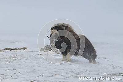 Wild Musk Ox in winter, mountains in Norway, Dovrefjell national park Stock Photo