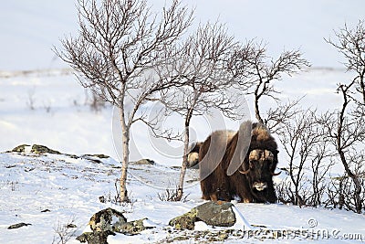 Wild Musk Ox in winter, mountains in Norway, Dovrefjell national park Stock Photo