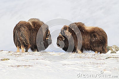 Wild Musk Ox in winter, mountains in Norway, Dovrefjell national park Stock Photo