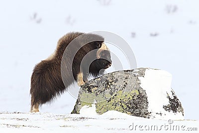 Wild Musk Ox in winter, mountains in Norway, Dovrefjell national park Stock Photo