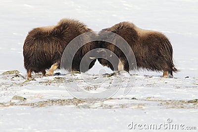 Wild Musk Ox in winter, mountains in Norway, Dovrefjell national park Stock Photo