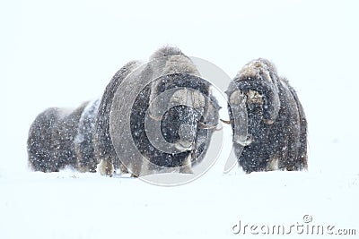 Wild Musk Ox in winter, mountains in Norway, Dovrefjell national park Stock Photo