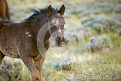 Wild Mustang foal Colt horse range sagebrush Stock Photo