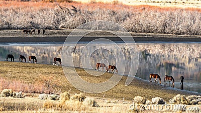 Wild Mustang Horses drinking out of Little Washoe Lake in Northern Nevada near Reno. Stock Photo