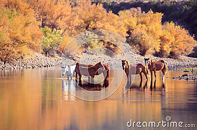 Wild Mustang Horses and Fall Colors Stock Photo