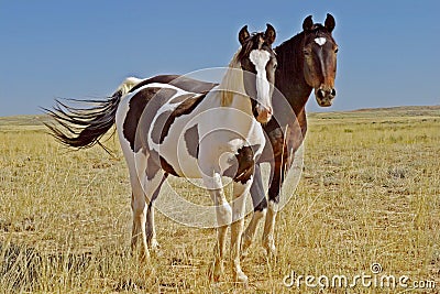 Wild mustang pinto paint horse mare colt foal nature Stock Photo