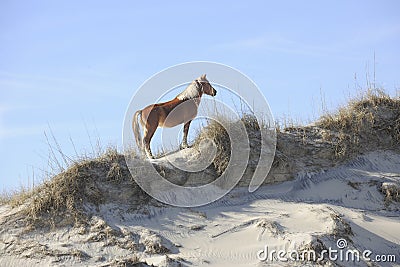 Wild Mustang on Sandunes Stock Photo