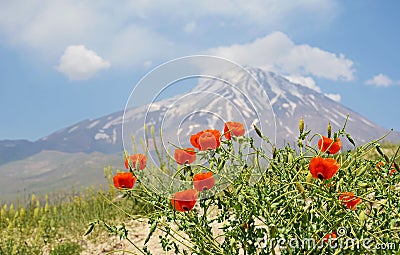 Wild natural poppy flowers with Damavand Peak in background Stock Photo