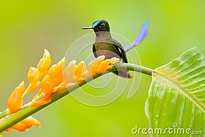 Wild nature bird. Hummingbird Long-tailed Sylph, Aglaiocercus kingi with orange yellow flower. Hummingbird from Colombia in the Stock Photo