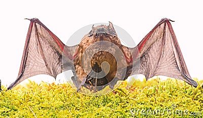 Wild nature. Forelimbs adapted as wings. Mammals naturally capable of true and sustained flight. Bat emit ultrasonic Stock Photo