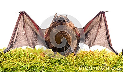 Wild nature. Forelimbs adapted as wings. Mammals naturally capable of true and sustained flight. Bat emit ultrasonic Stock Photo