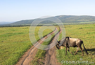 Wild Nature in Maasai Mara National Reserve in Kenya Stock Photo