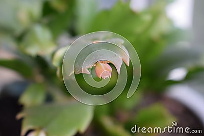 Wild nature plant green newborn Stock Photo