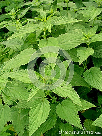 Wild nettle Stock Photo