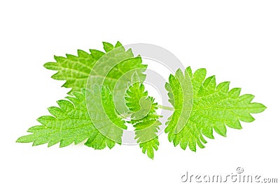 Wild nettle Stock Photo