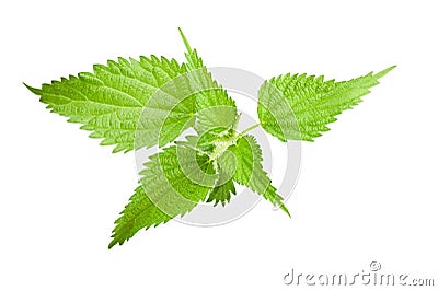 Wild nettle Stock Photo