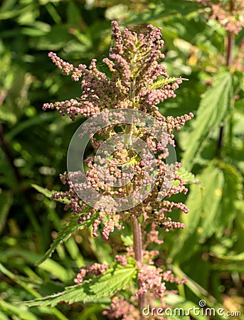 Wild nettle blooms. Close up showing the inflorescence. Stock Photo