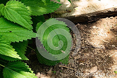 Wild nettle in the countryside Stock Photo