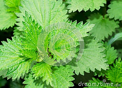 Wild nettle Stock Photo