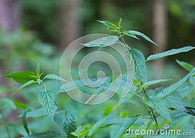 Wild nettle growing in forest Stock Photo