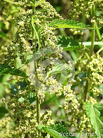 Wild nettle in meadow, Lithuania Stock Photo