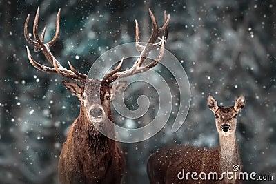 Wild noble deer in a fairytale winter forest. Stock Photo