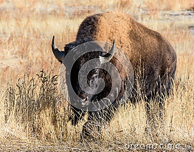 Wild North American Bison Stock Photo