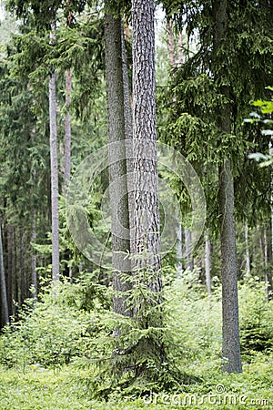 Wild north german forest Absberg background fine art in high quality prints products fifty megapixels Stock Photo