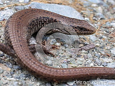 Wild Northern Alligator Lizard Stock Photo