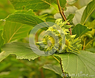 Wild nuts on a green branch. Stock Photo