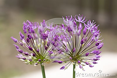 Wild onion flower Stock Photo