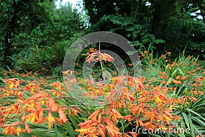 Wild orange crocosmia Stock Photo