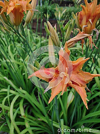 Wild orange day lilies in Daylight Stock Photo