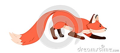 Wild orange fox hunting, sneaking up carefully. Profile of sly forest animal creeping slowly. Cute foxy pup hunter in Vector Illustration