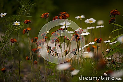 Orange hawkweed in Northern Wisconsin Stock Photo