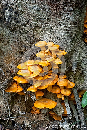 Wild orange mushrooms Stock Photo