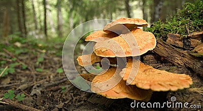 Wild orange mushrooms Stock Photo