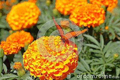 Wild orange-winged butterfly on yellow flowers XXI Stock Photo
