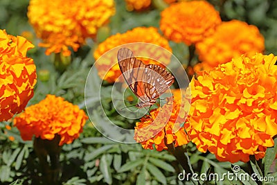 Wild orange-winged butterfly on yellow flowers XIX Stock Photo