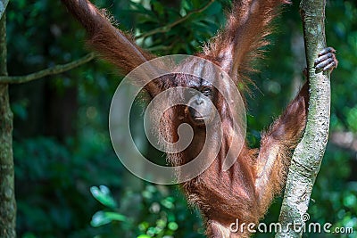 Wild orangutan in rainforest of Borneo, Malaysia. Orangutan monkey in nature Stock Photo