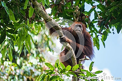 Wild orangutan in rainforest of Borneo, Malaysia. Orangutan monkey in nature Stock Photo