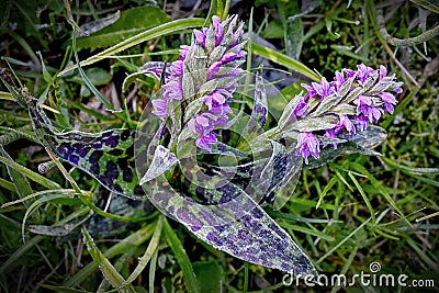 Dactylorhiza majalis, flower of wild orchid. Stock Photo