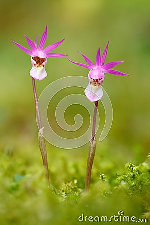 Wild orchid from Finland. Calypso bulbosa, beautiful pink orchid. Flowering European terrestrial wild orchid, nature habitat, deta Stock Photo