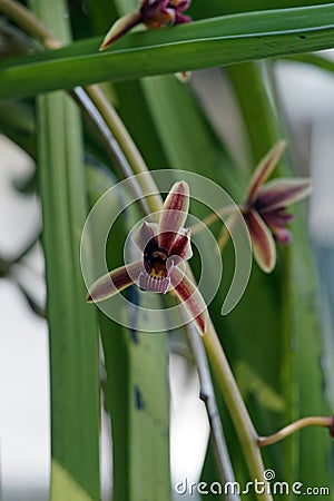 Wild orchid flower blooming, Cymbidium aloifolium Stock Photo